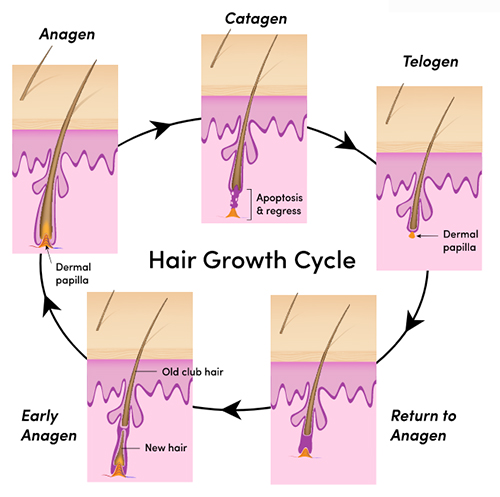 ayurvedic treatment for hair loss